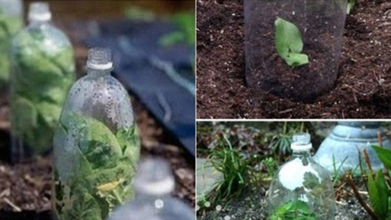 cách làm vườn nhà đơn giản