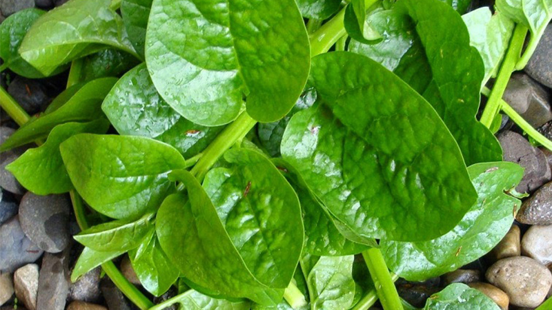 công dụng của mồng tơi