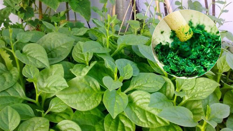 công dụng của mồng tơi