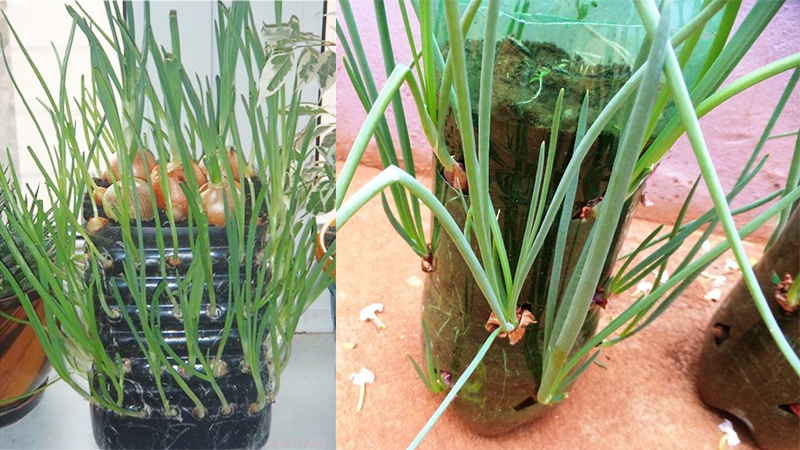 cách trồng hành lá tại nhà