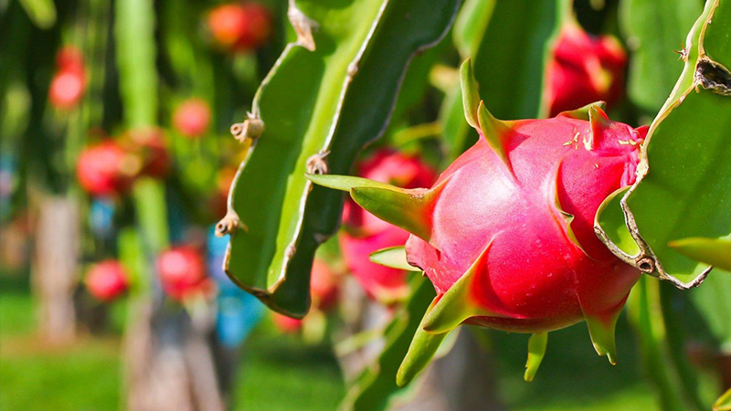 các loại trái cây thuần Việt