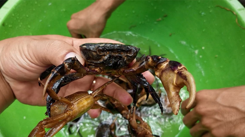 cách nấu canh cua đồng