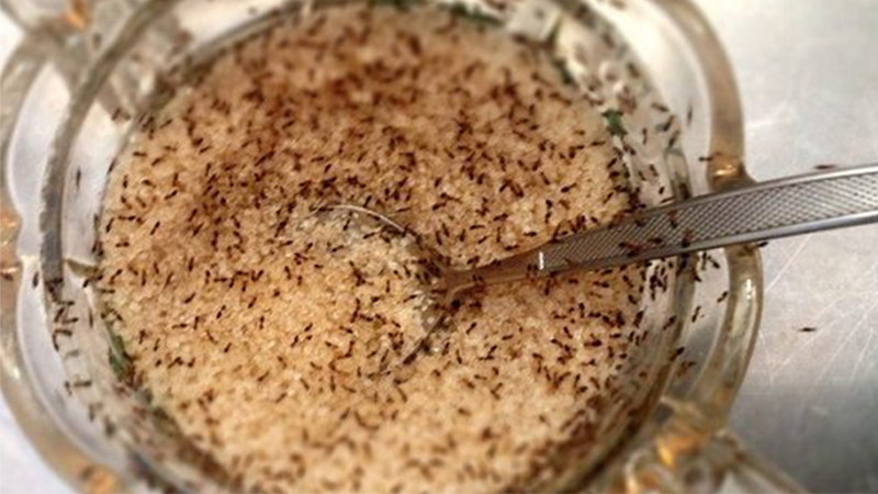 cách đuổi kiến ra khỏi lọ đường