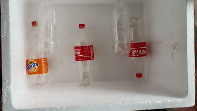 cách trồng dưa lưới tại nhà