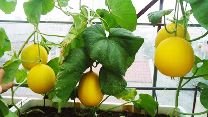 cách trồng dưa lưới tại nhà