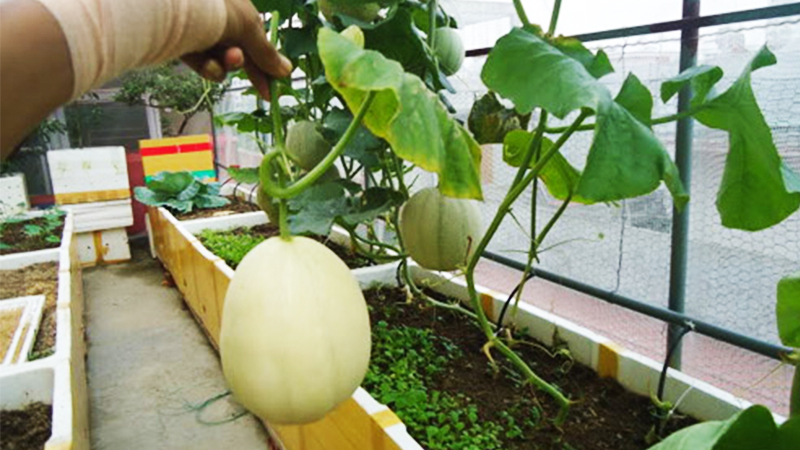 cách trồng dưa lưới tại nhà