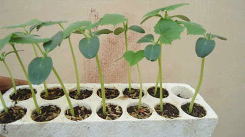 cách trồng dưa lưới tại nhà