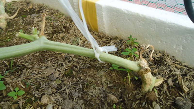 cách trồng dưa lưới tại nhà