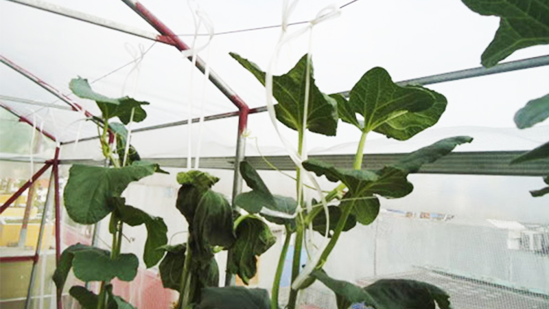 cách trồng dưa lưới tại nhà