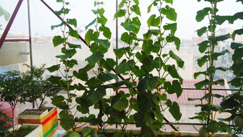 cách trồng dưa lưới tại nhà