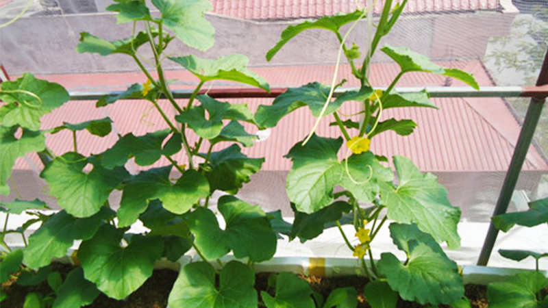 cách trồng dưa lưới tại nhà