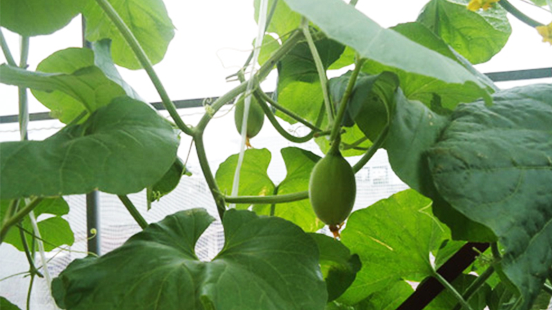 cách trồng dưa lưới tại nhà
