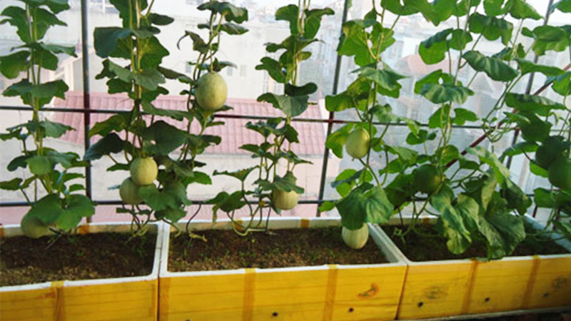 cách trồng dưa lưới tại nhà