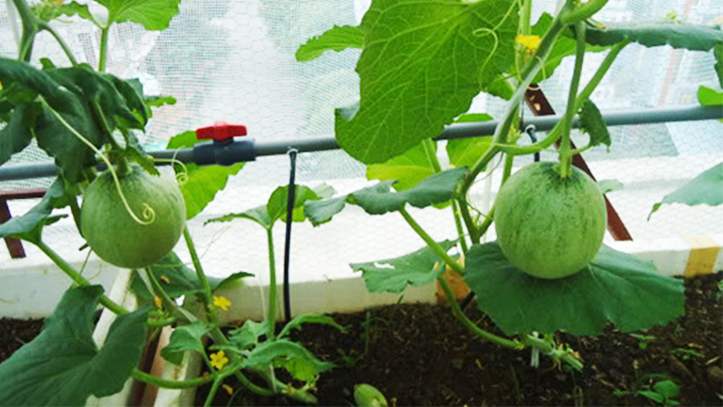 cách trồng dưa lưới tại nhà