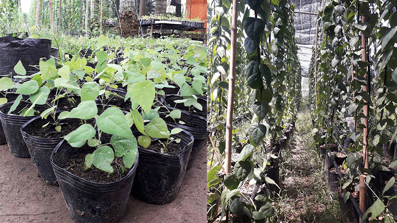 Sương Sâm lông Nguyễn Quang