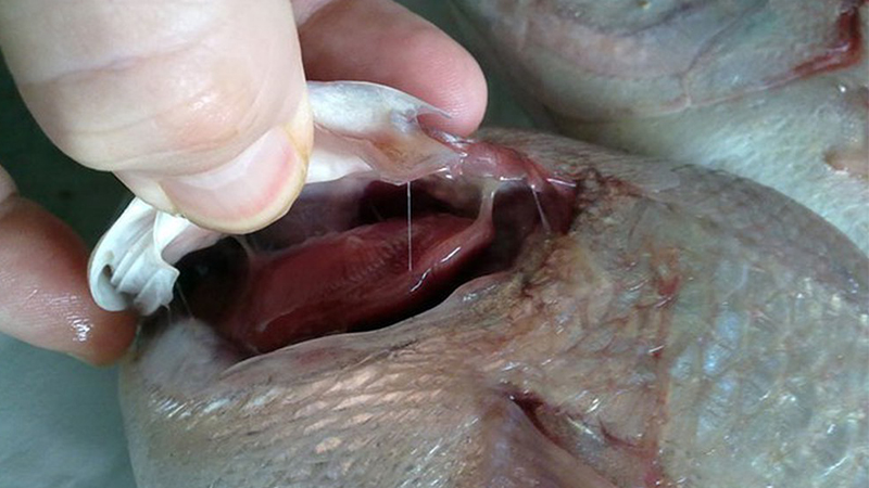 Nhận biết qua mang cá