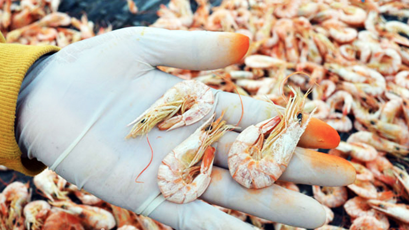 cách nhận biết tôm khô có hóa chất