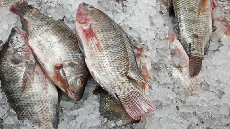 cách chọn mua cá tươi