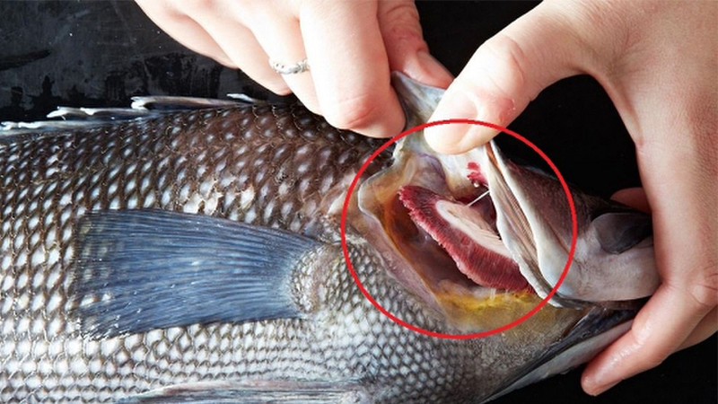 cách chọn mua cá tươi