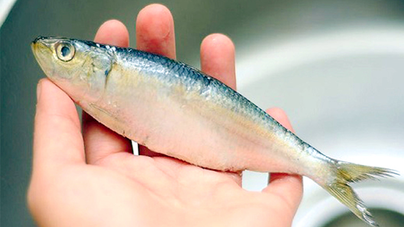 cách chọn mua cá tươi