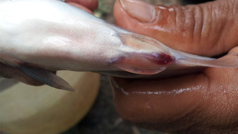 cách chọn mua cá tươi