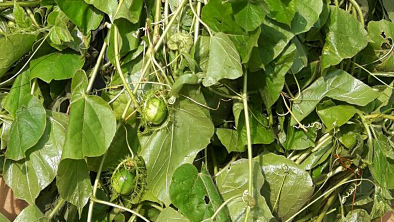 các loại rau dại phổ biến