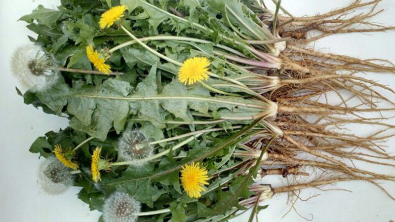 các loại rau dại phổ biến