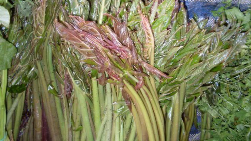 các loại rau dại phổ biến