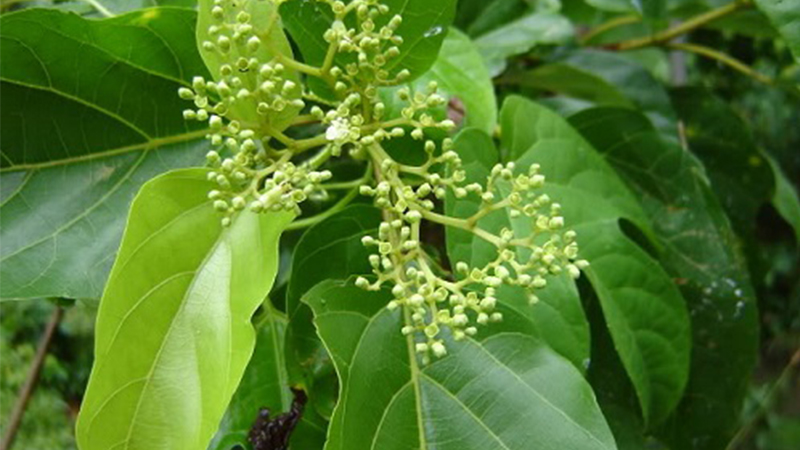 các loại rau dại phổ biến