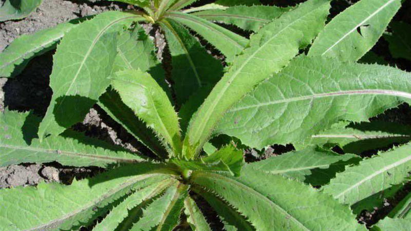 các loại rau dại phổ biến