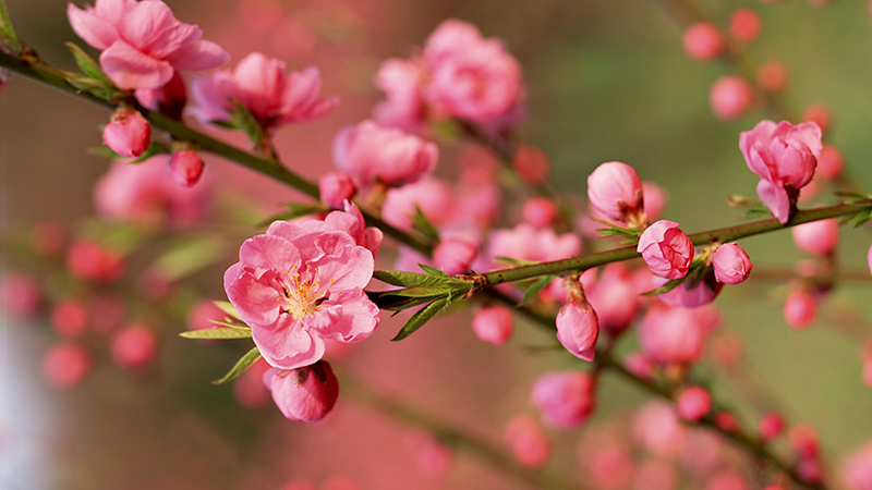 cắm hoa đào trên bàn thờ