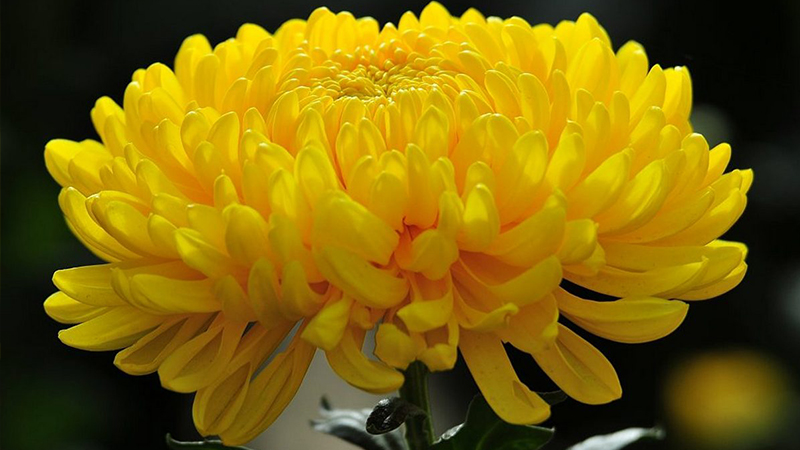 những loại cây đặt trên bàn thờ