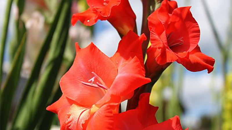 hoa lay ơn - hoa cúng