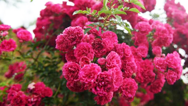 hoa tầm xuân - hoa cúng