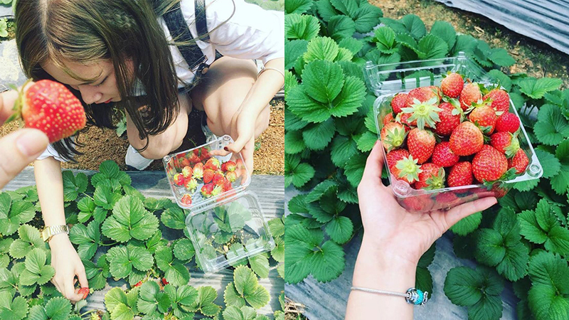 các loại trái cây tốt cho sức khỏe