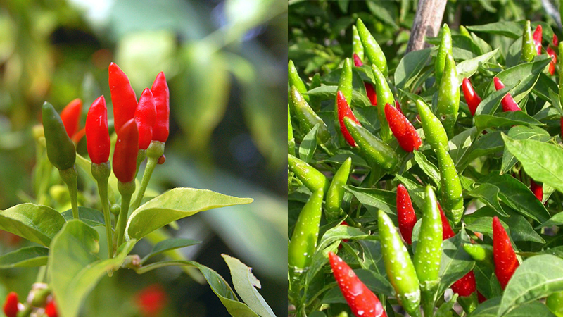 các loại trái cây tốt cho sức khỏe