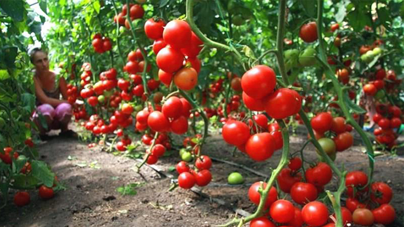 các loại trái cây tốt cho sức khỏe