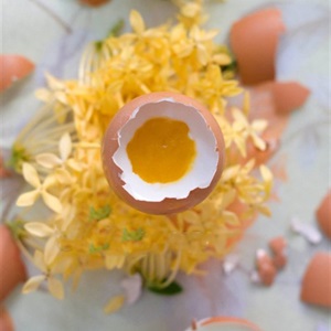 Thạch rau câu hình trứng gà