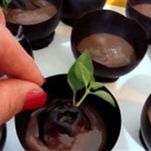 Mousse socola ăn theo kiểu "trồng cây gây rừng"