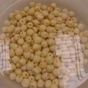 Chè hạt sen dừa nạo