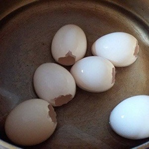 Rau câu hình quả trứng